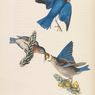 Common Blue Bird
