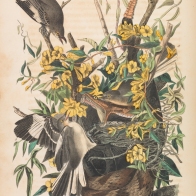 Common Mockingbird