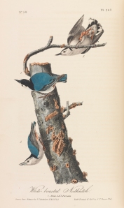 White Breasted Nuthatches