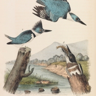 Image of Audubon's Belted Kingfisher